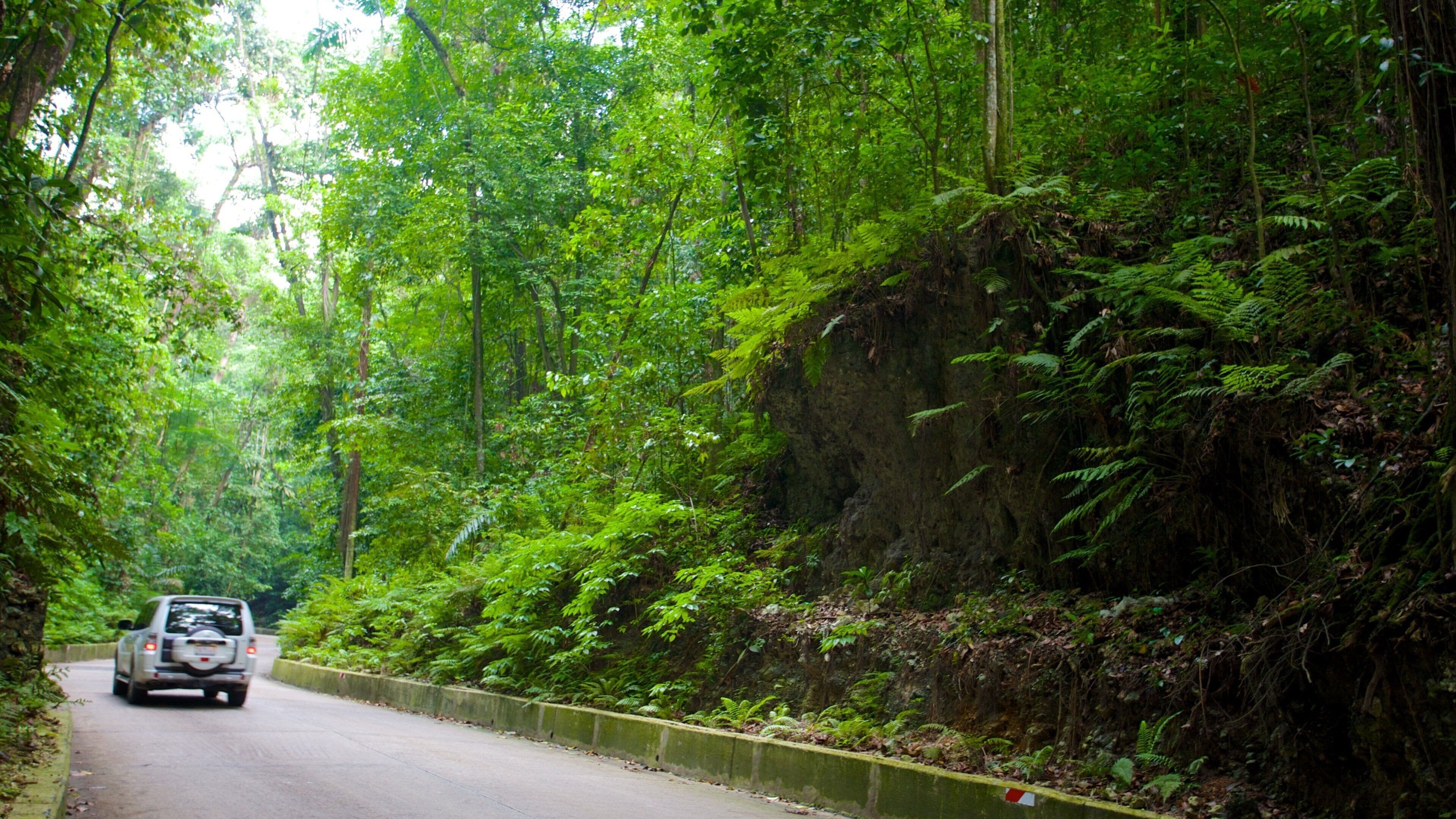 Fern Gully 其中包括 熱帶雨林 和 觀光