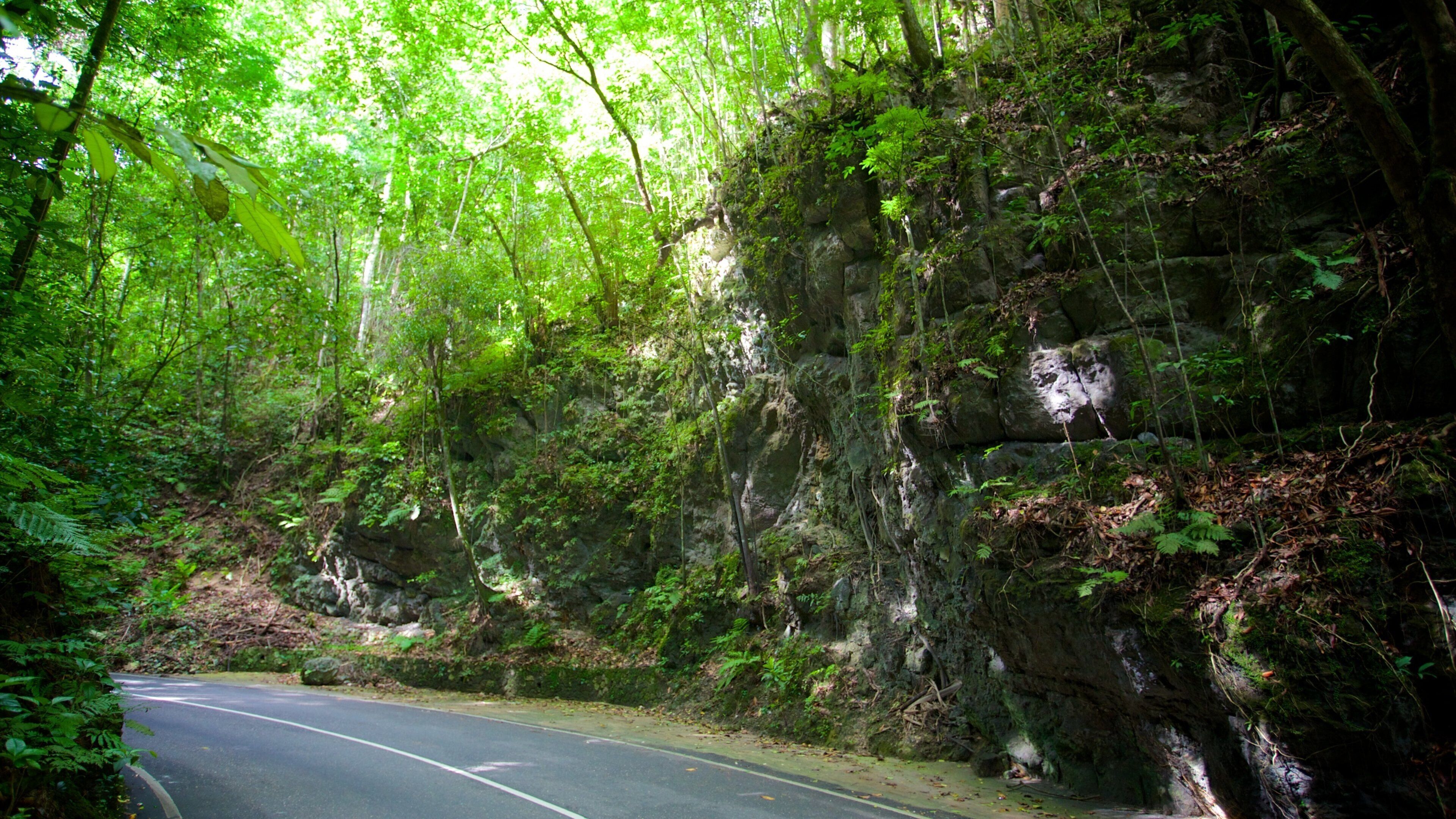 Fern Gully featuring rainforest