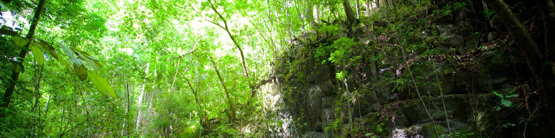 Fern Gully featuring rainforest