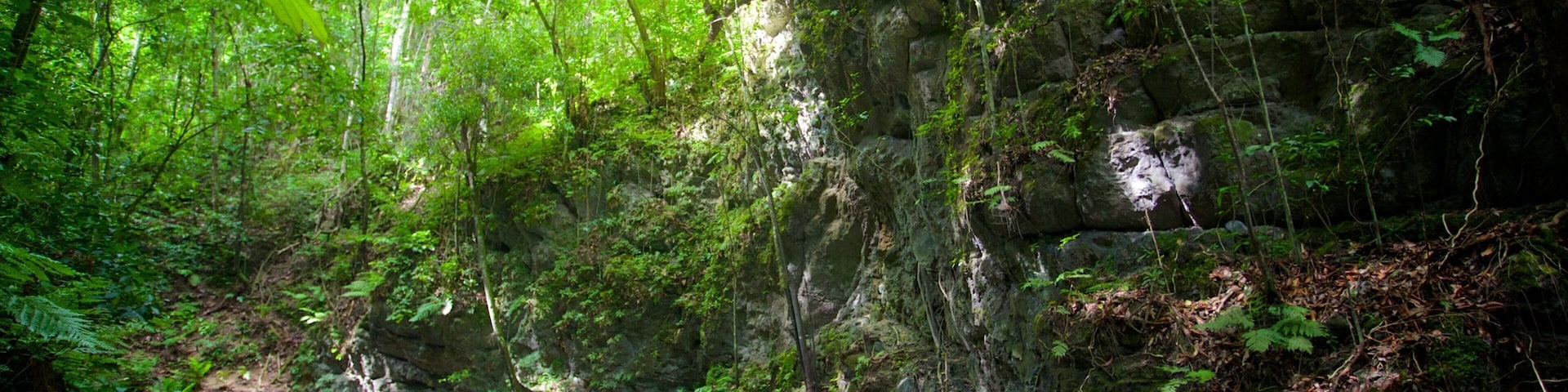 Fern Gully featuring rainforest