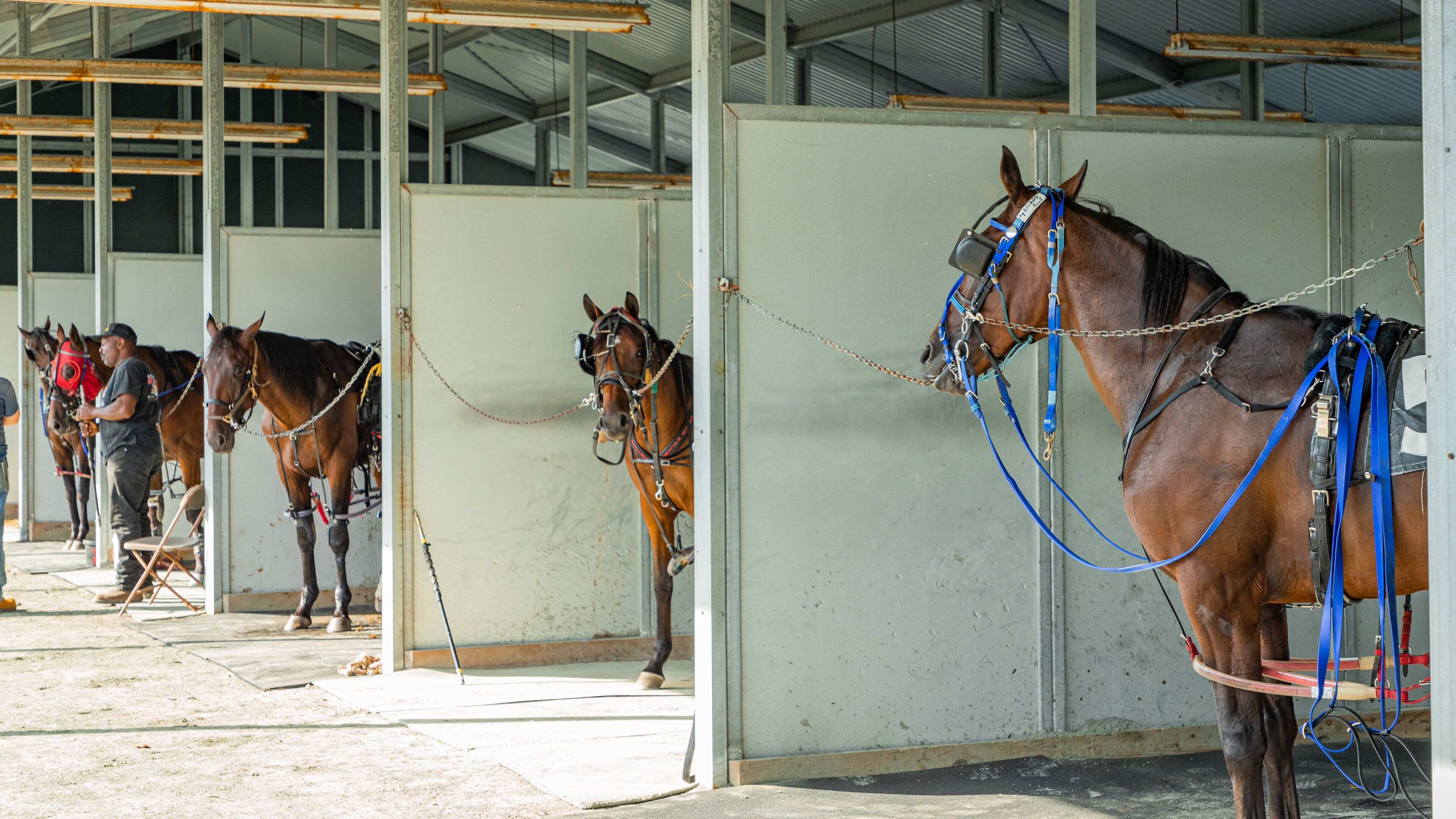 Casino at Ocean Downs showing land animals