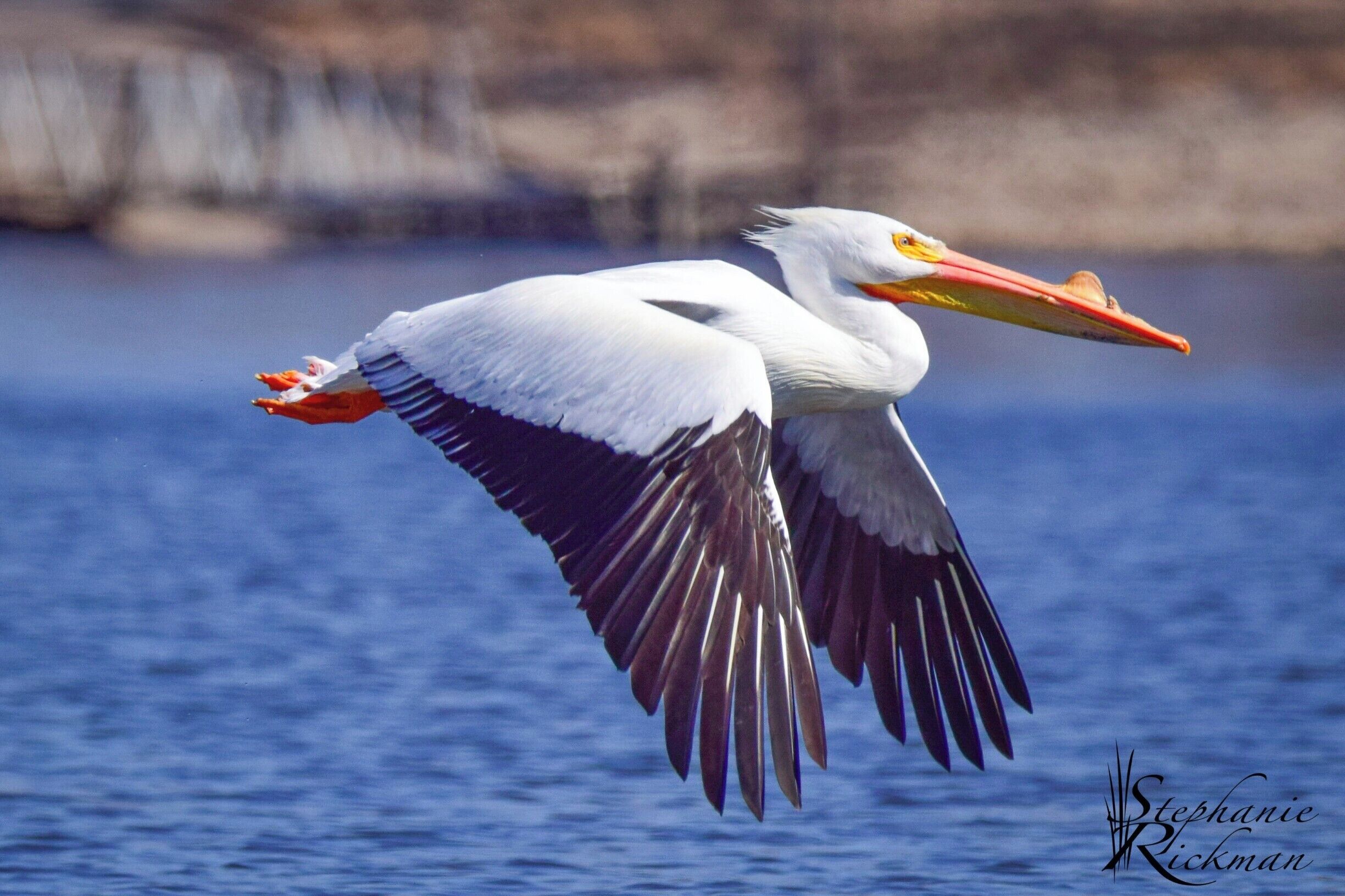 Thanks to my friend, and Trover contributor, Bill Eaker, I was able to capture this picture of an American White Pelican.  There were about 50 of these beauties hanging out at the marina.  