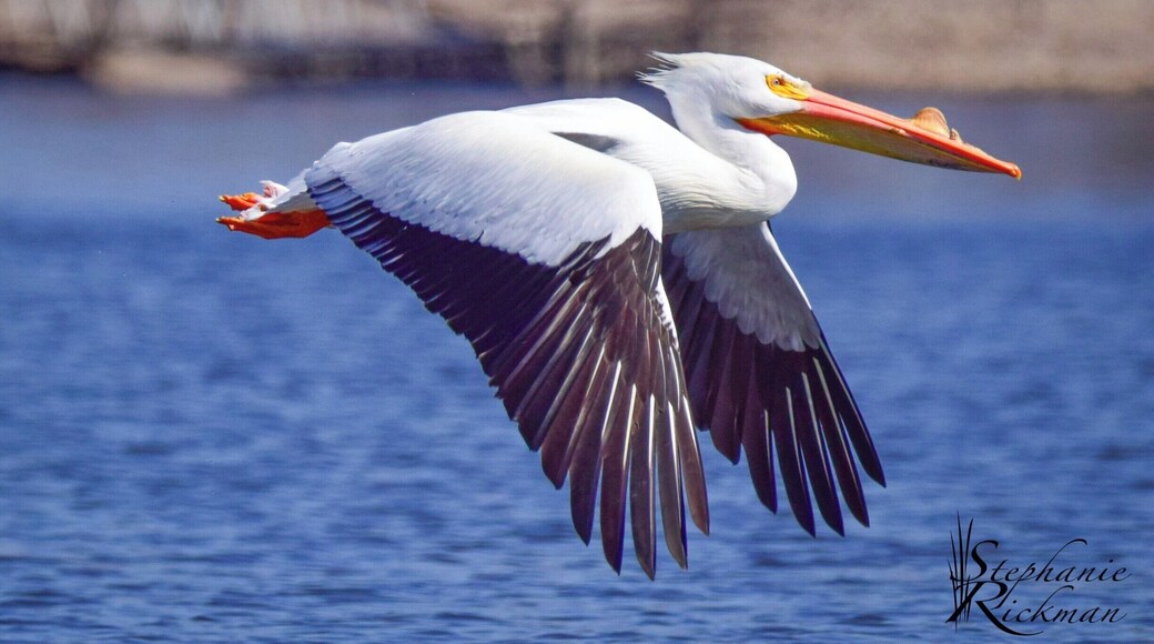 Thanks to my friend, and Trover contributor, Bill Eaker, I was able to capture this picture of an American White Pelican. There were about 50 of these beauties hanging out at the marina.