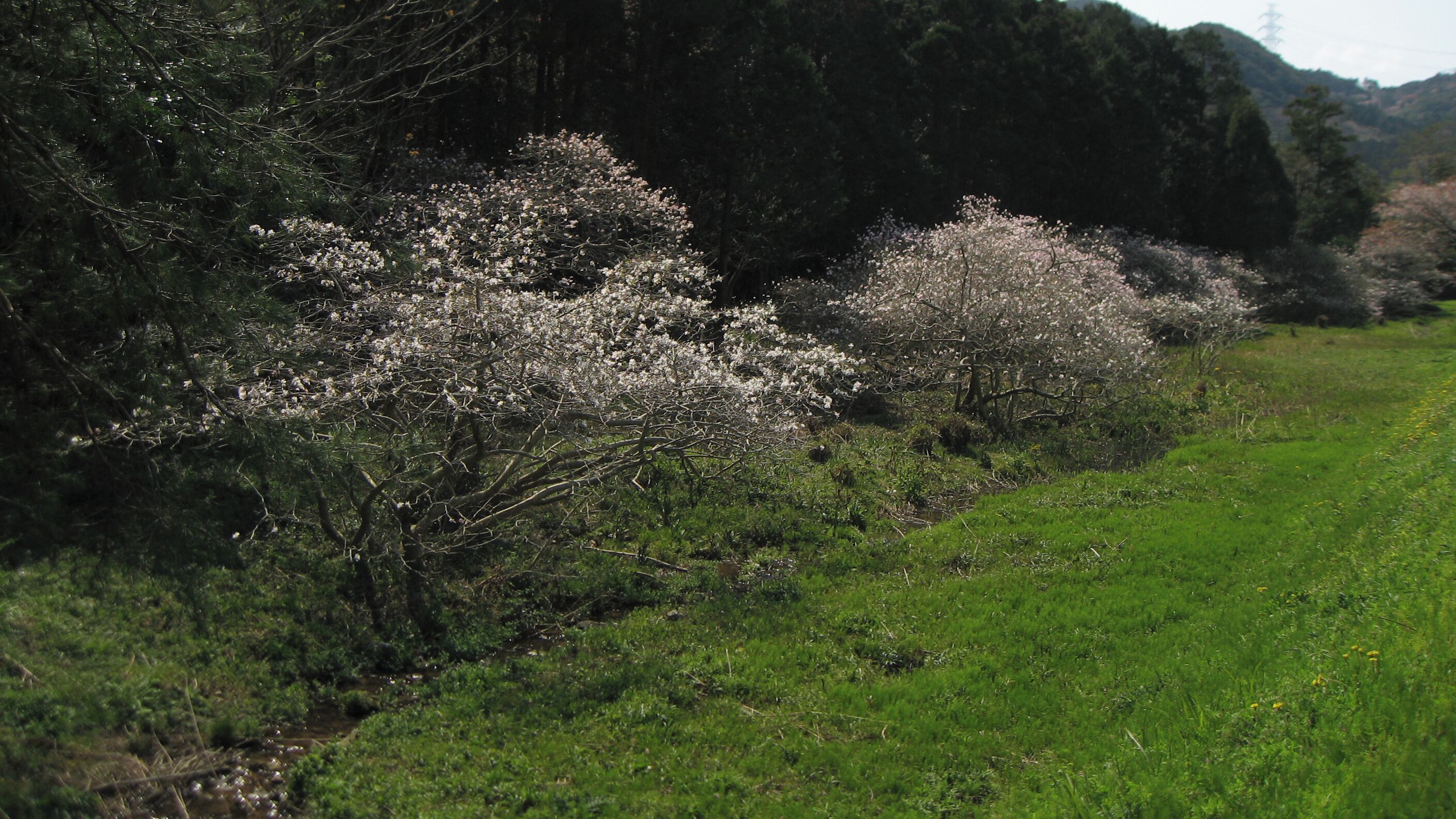 Magnolia stellata at Ikawazu (Natural monument of Aichi Prefecture), Ikawazu, Tahara, Aichi, Japan.