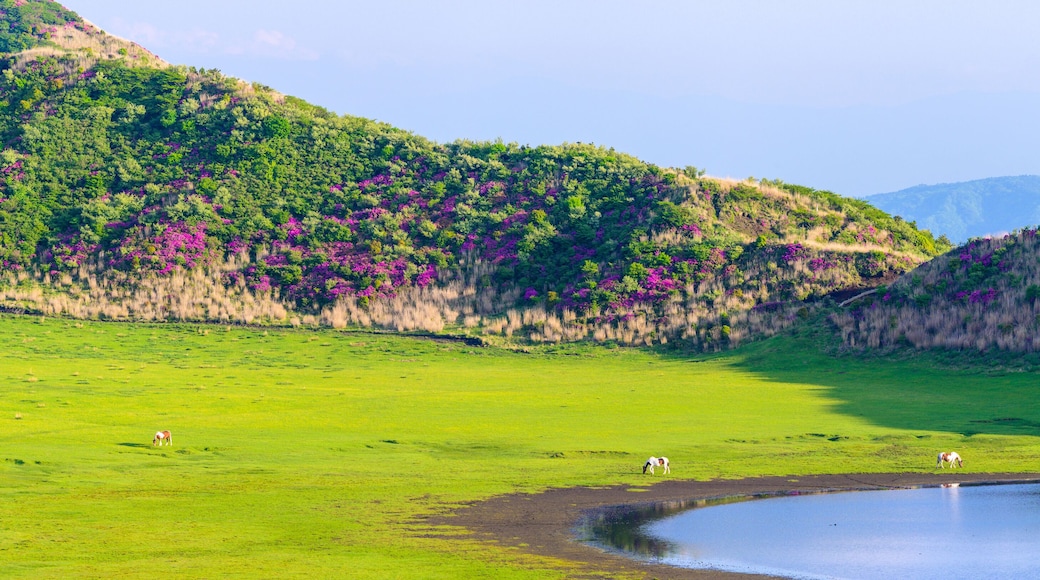 阿蘇草千里ヶ浜「ミヤマキリシマの花」パノラマ景色 Aso Kusasenrigahama "Miyama Kirishima flower" panorama view 日本(新緑)2022年撮影 Taken in 2022 in Japan (fresh green) 九州・熊本県阿蘇市(阿蘇草千里ヶ浜) Aso City, Kumamoto Prefecture, Kyushu