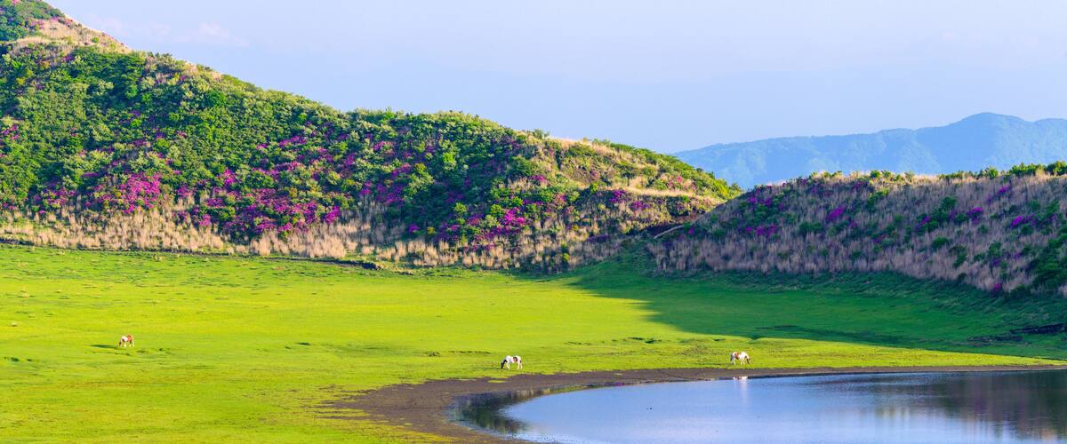 阿蘇草千里ヶ浜「ミヤマキリシマの花」パノラマ景色 Aso Kusasenrigahama "Miyama Kirishima flower" panorama view 日本(新緑)2022年撮影 Taken in 2022 in Japan (fresh green) 九州・熊本県阿蘇市(阿蘇草千里ヶ浜) Aso City, Kumamoto Prefecture, Kyushu
