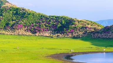 阿蘇草千里ヶ浜「ミヤマキリシマの花」パノラマ景色 Aso Kusasenrigahama "Miyama Kirishima flower" panorama view 日本(新緑)2022年撮影 Taken in 2022 in Japan (fresh green) 九州・熊本県阿蘇市(阿蘇草千里ヶ浜) Aso City, Kumamoto Prefecture, Kyushu