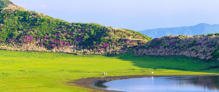 阿蘇草千里ヶ浜「ミヤマキリシマの花」パノラマ景色 Aso Kusasenrigahama "Miyama Kirishima flower" panorama view 日本(新緑)2022年撮影 Taken in 2022 in Japan (fresh green) 九州・熊本県阿蘇市(阿蘇草千里ヶ浜) Aso City, Kumamoto Prefecture, Kyushu