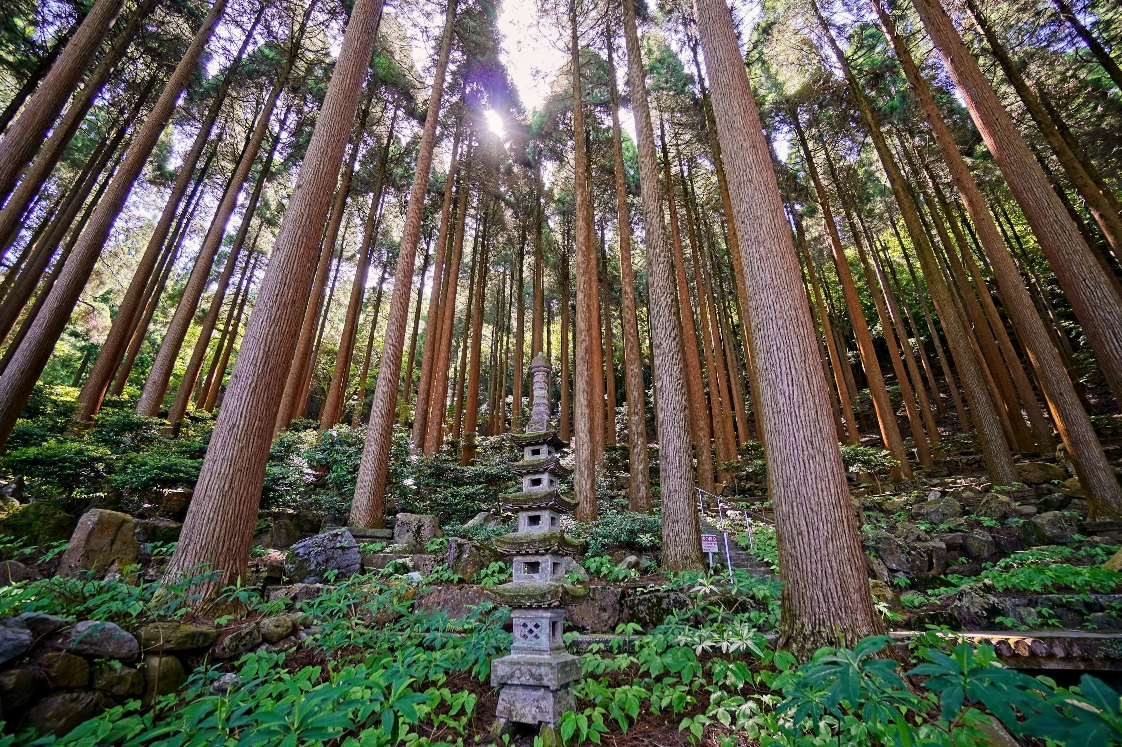 Kirishima Hotel - Cedar Garden, Kirishima, Japan