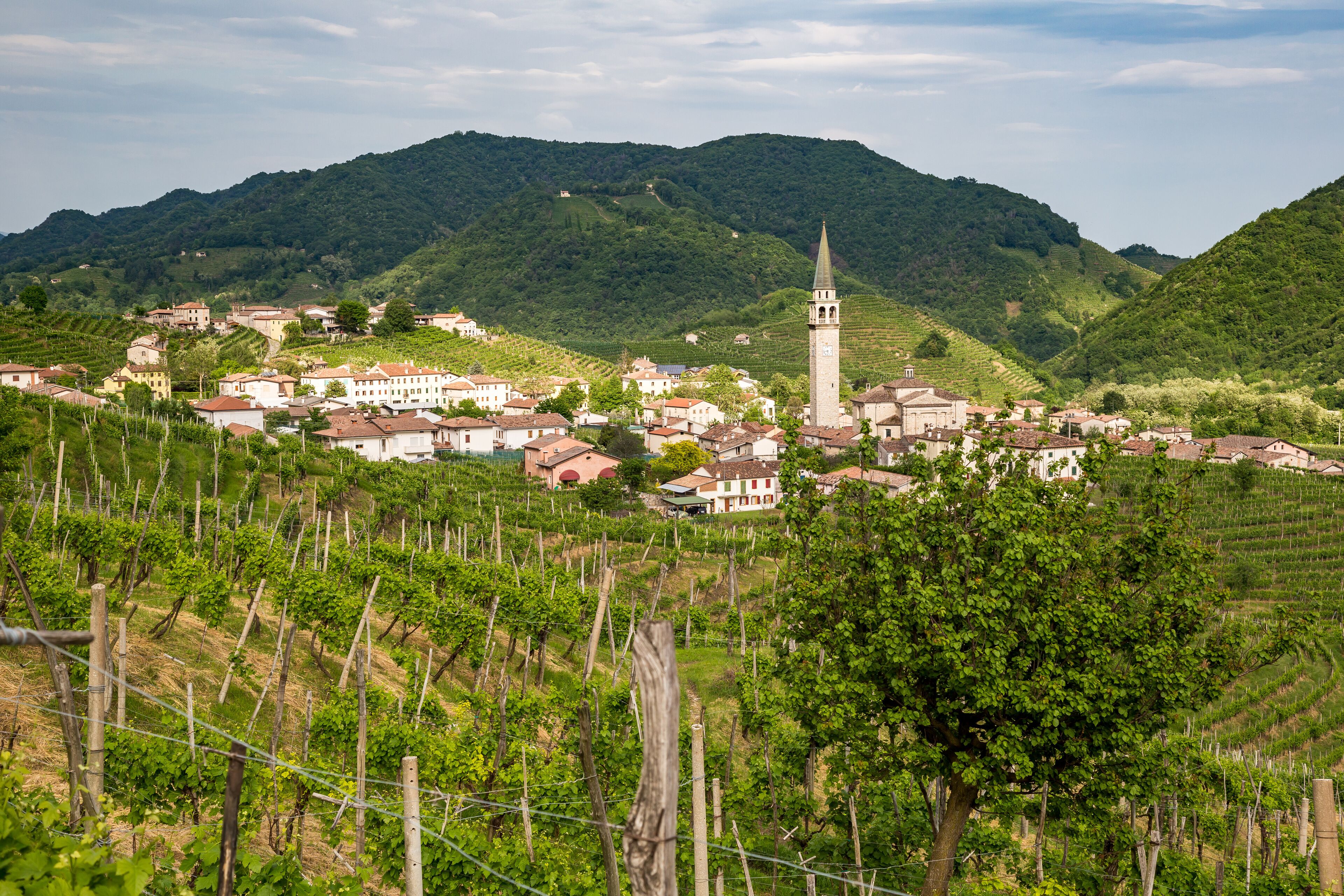 A town with vineyards, a prominent church tower, and rolling hills in the background.