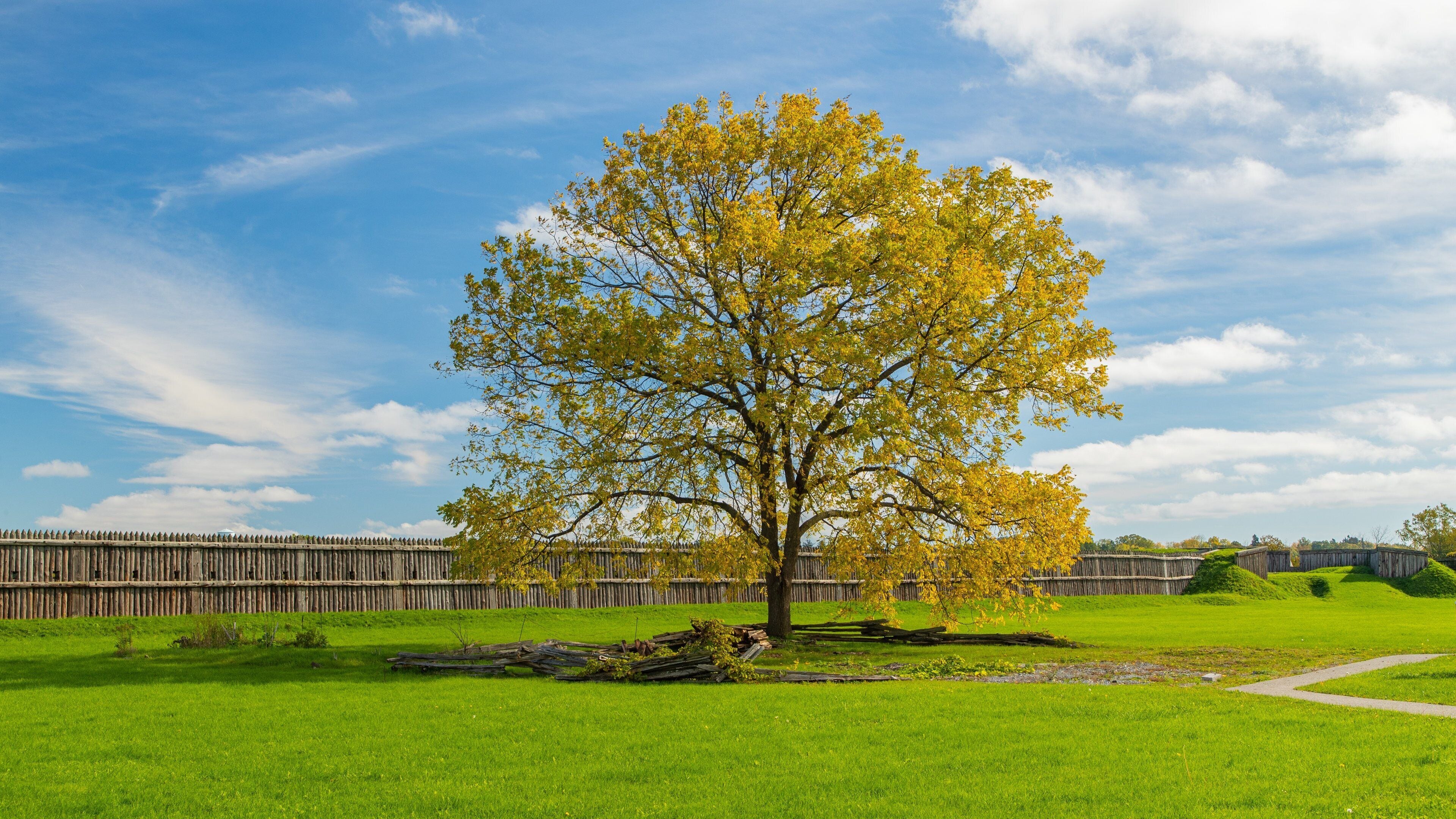 A large tree with yellow leaves in a grassy field with a wooden fence in the background.