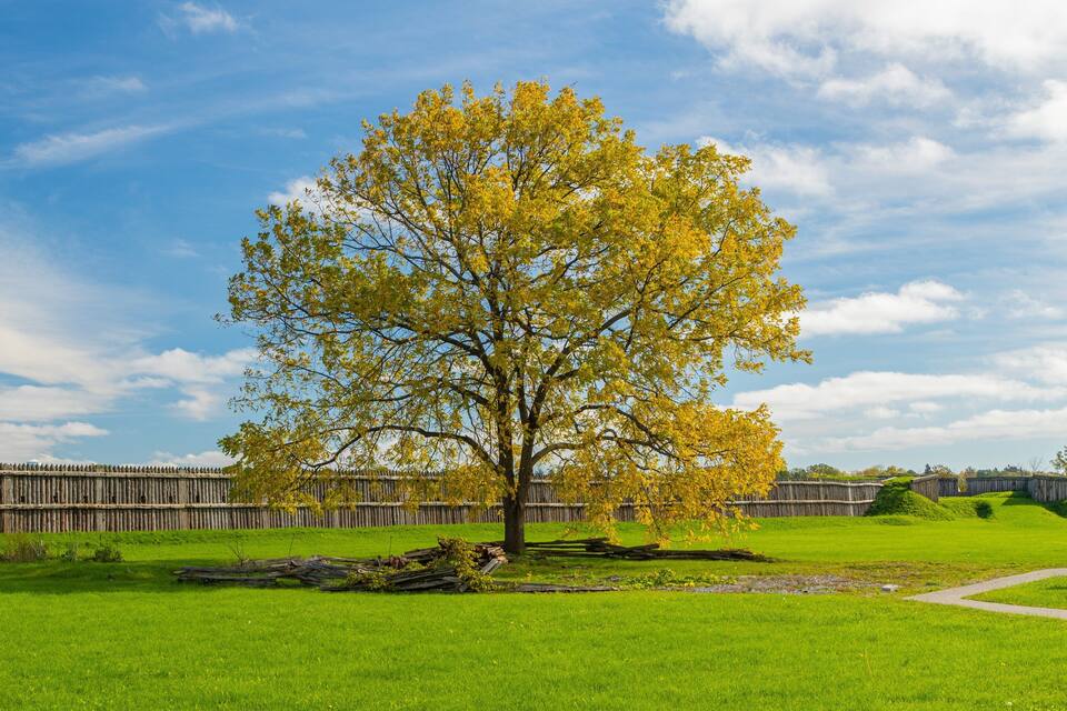 A large tree with yellow leaves in a grassy field with a wooden fence in the background.