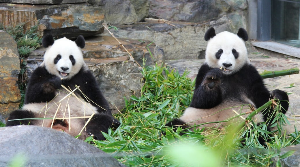 Adelaide Zoo showing zoo animals and land animals
