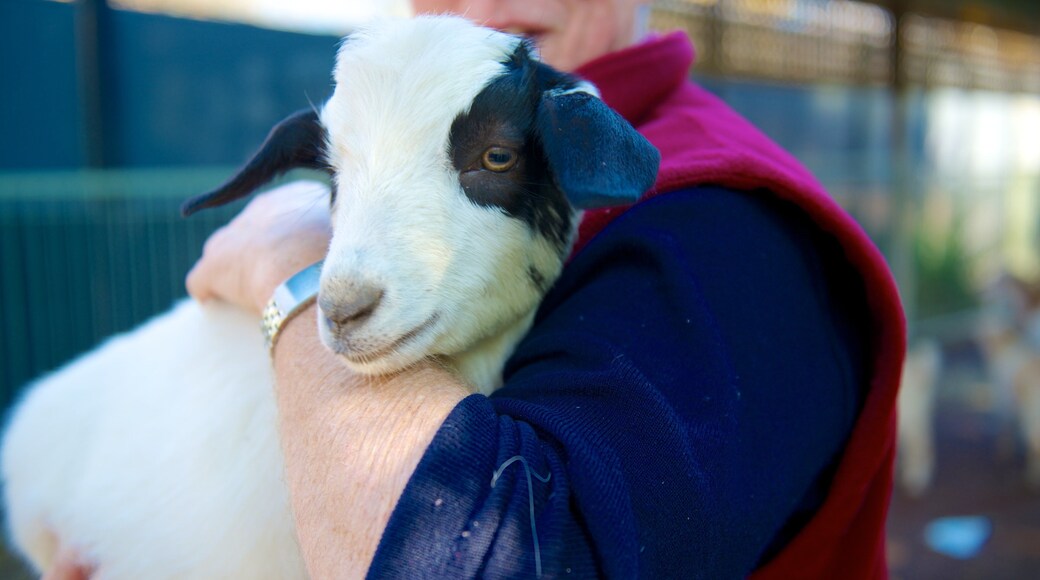 Adelaide Zoo featuring land animals and zoo animals
