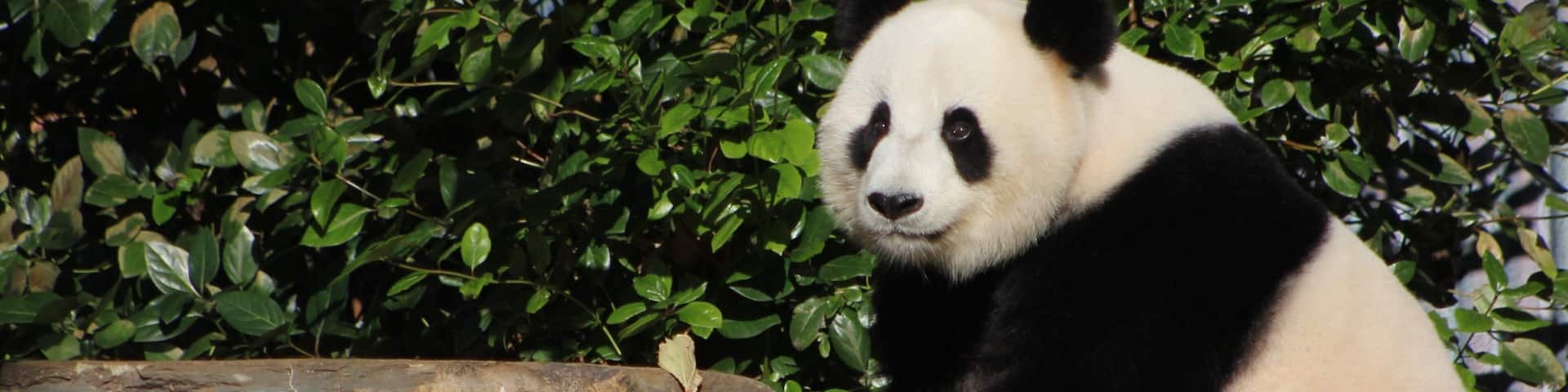 Adelaide Zoo showing land animals and zoo animals