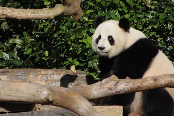 Adelaide Zoo montrant animaux de zoo et animaux terrestres