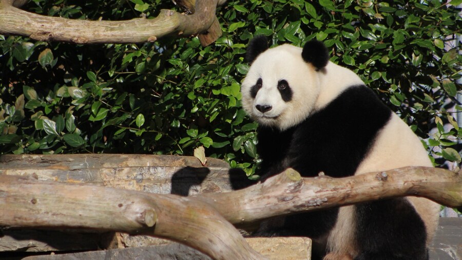 Adelaide Zoo which includes zoo animals and land animals