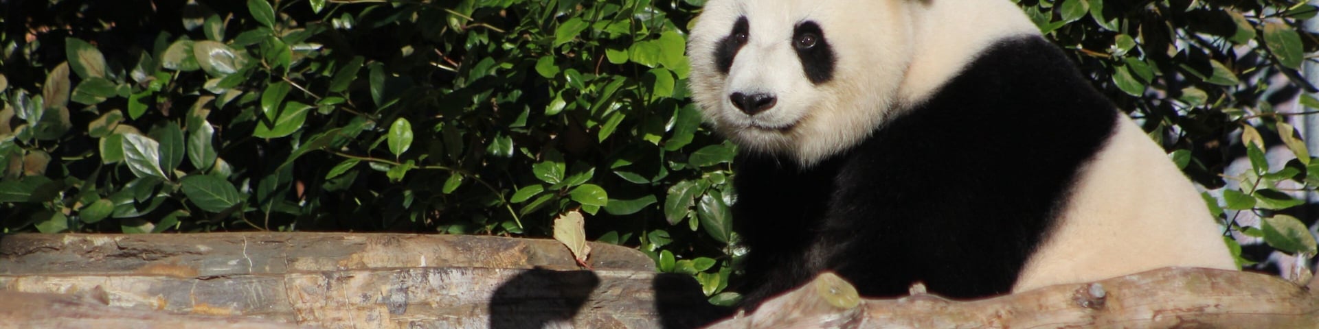 Adelaide Zoo showing land animals and zoo animals