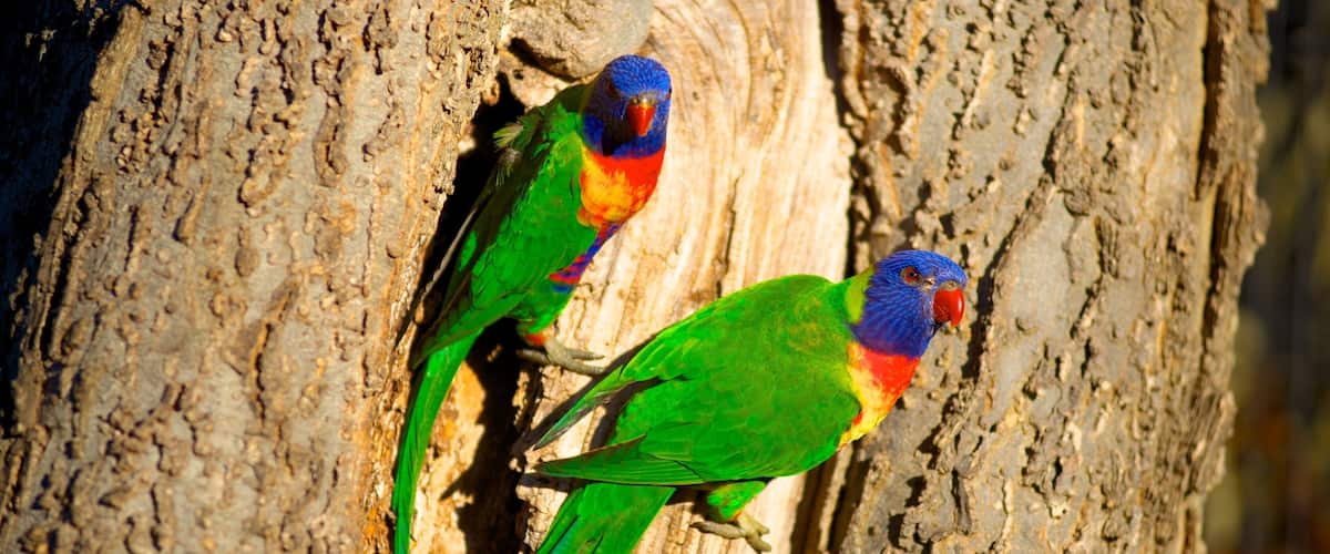 Zoológico de Adelaide mostrando animais de zoológico e vida das aves