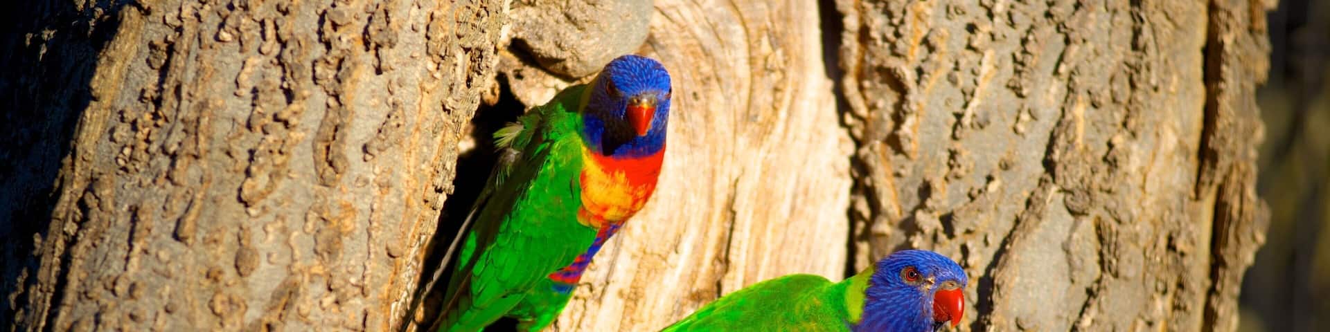 Adelaide Zoo das einen Zootiere und Vögel