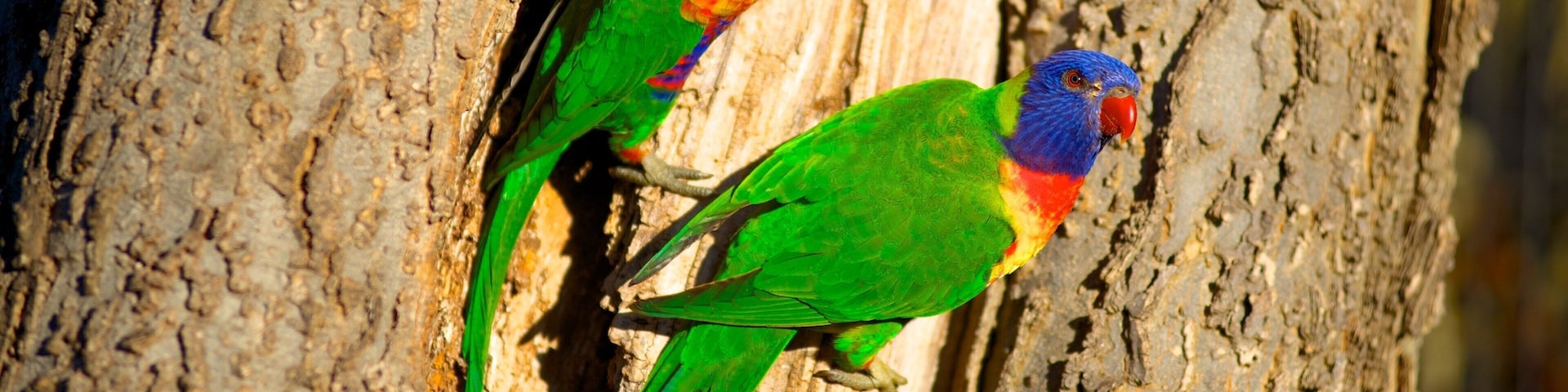 Adelaide Zoo que incluye animales de zoológico y aves