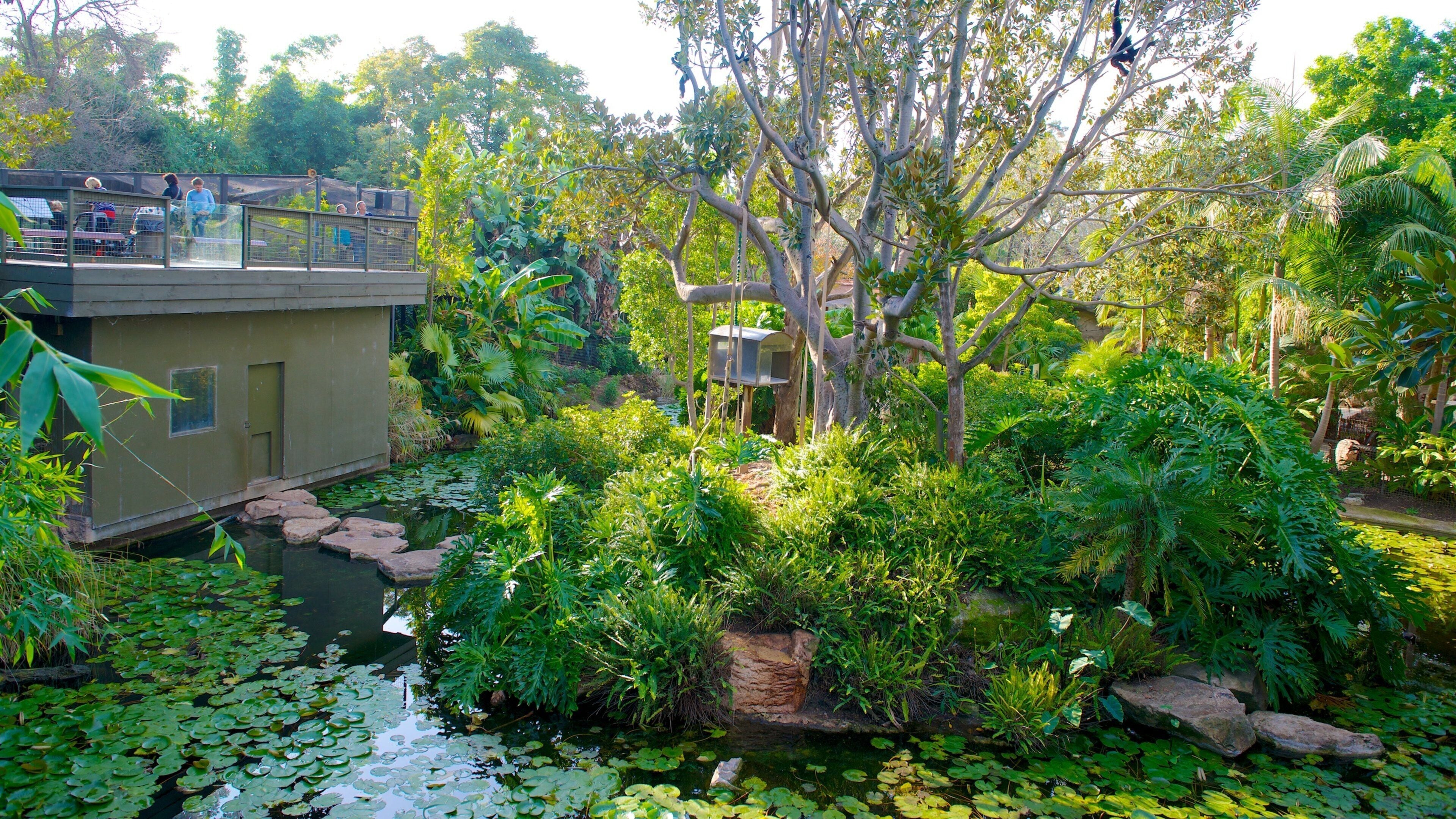 Adelaide Zoo which includes zoo animals and a pond