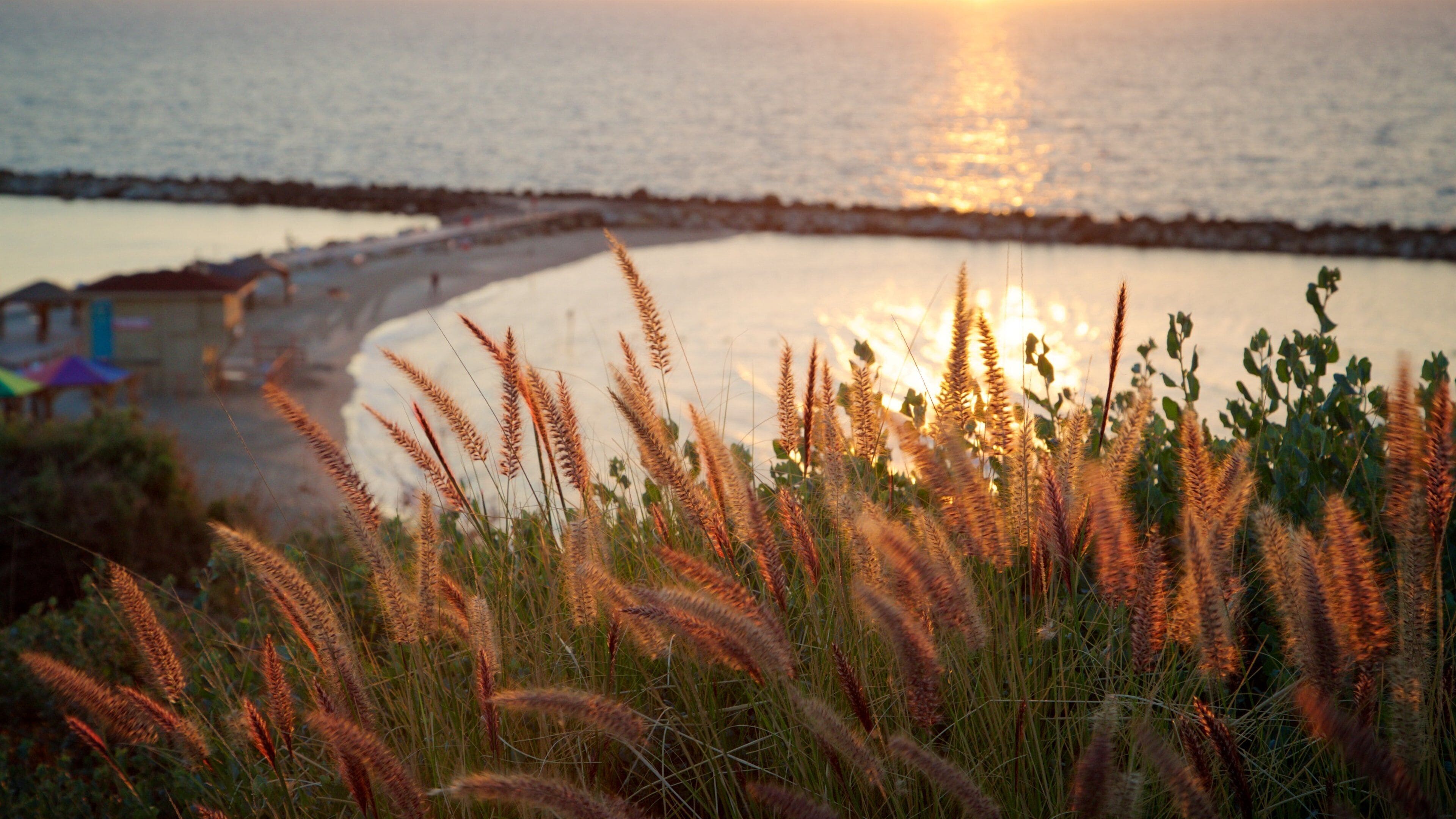 Hilton Beach showing a sunset, general coastal views and wildflowers