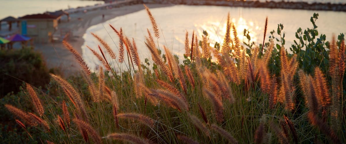 Hilton Beach showing a sunset, general coastal views and wildflowers