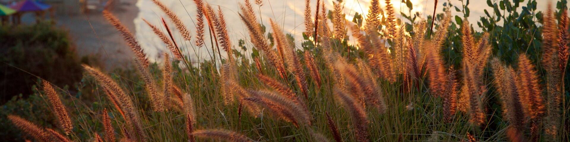 Hilton Beach showing a sunset, general coastal views and wildflowers