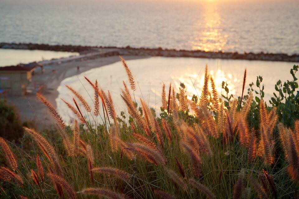 A beach with tall grasses in the foreground and a sunset over the water.