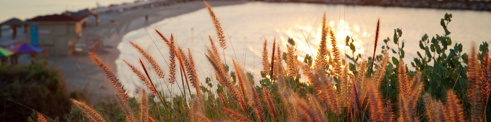 Hilton Beach showing a sunset, general coastal views and wildflowers