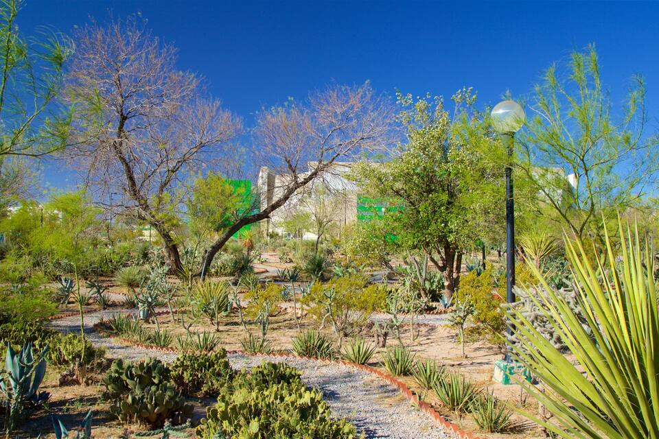A desert garden with various cacti and trees, a pathway, and a building with green walls in the background.