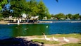 Un lago con patos y gansos, rodeado de árboles y un puente.