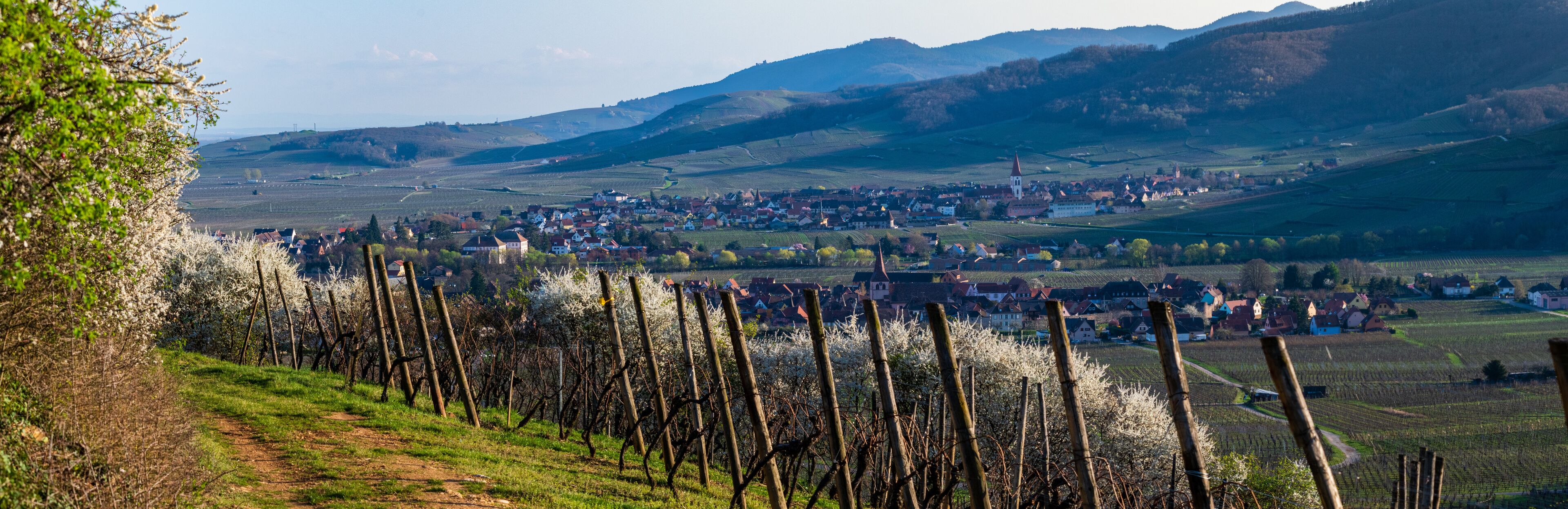Lumière printanière sur le vignoble du piémont des Vosges, Plaine d'Alsace, Grand Est, France