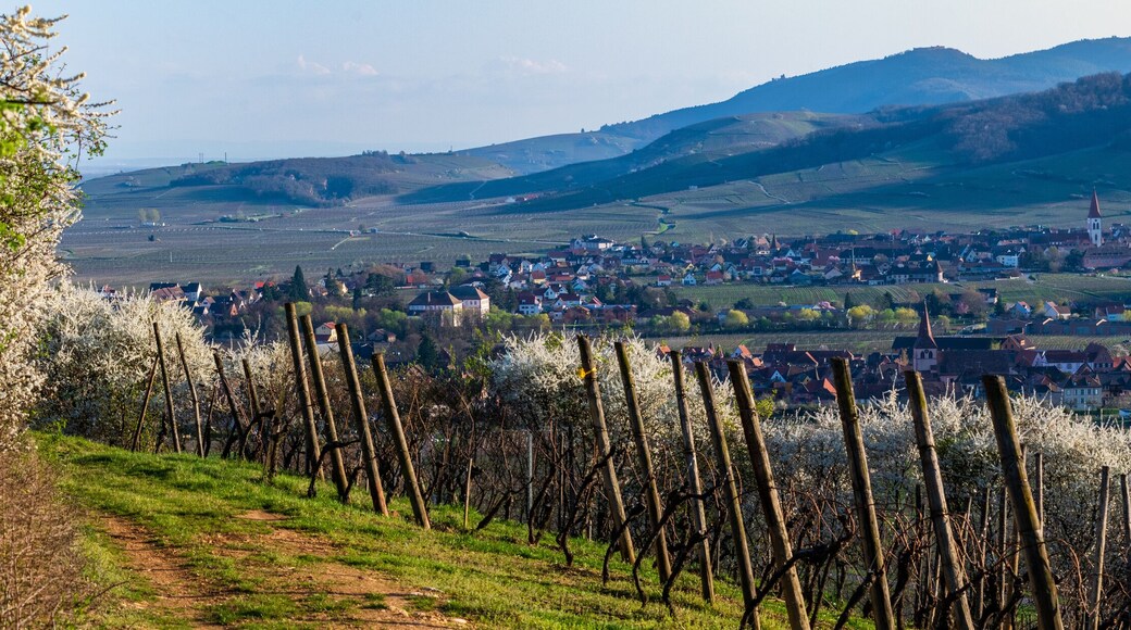 Lumière printanière sur le vignoble du piémont des Vosges, Plaine d'Alsace, Grand Est, France
