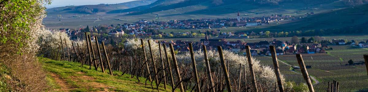 Lumière printanière sur le vignoble du piémont des Vosges, Plaine d'Alsace, Grand Est, France