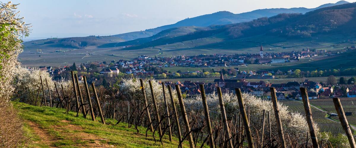 A vineyard with rows of grapevines, a small town with houses and a church, and rolling hills in the background.
