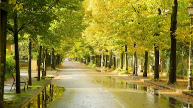 Massaciuccoli Lake featuring a garden and street scenes
