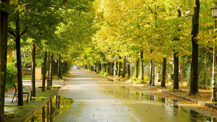 Massaciuccoli Lake featuring a garden and street scenes