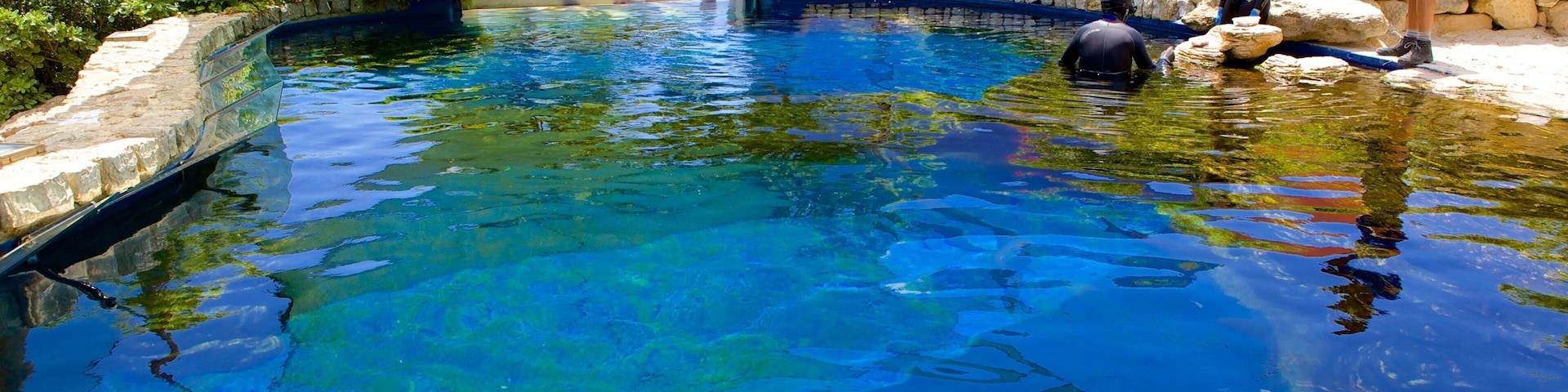 Palma Aquarium que incluye vida marina