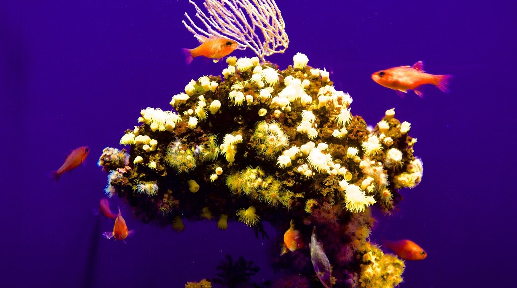 Palma Aquarium featuring marine life and colourful reefs