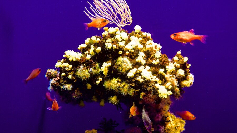 Palma Aquarium showing marine life and colorful reefs