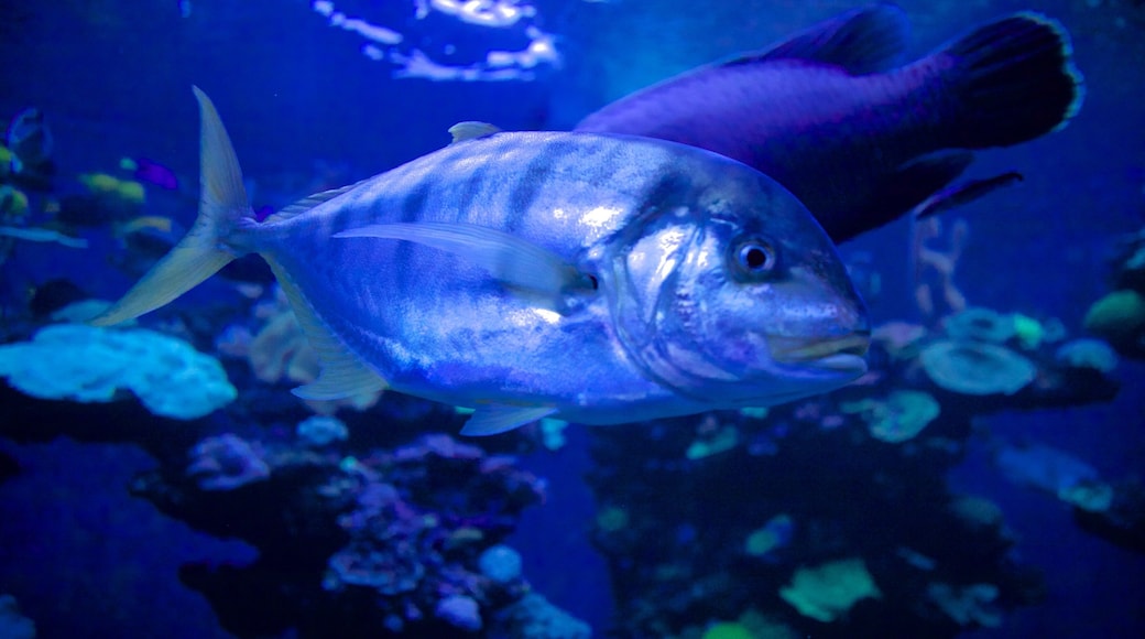 Palma Aquarium johon kuuluu merielÀmÀ
