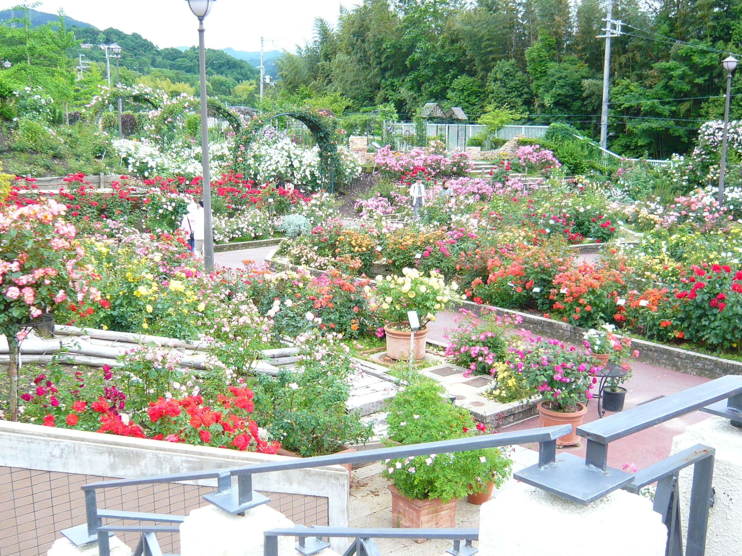 Un jardín con diversas flores y plantas.