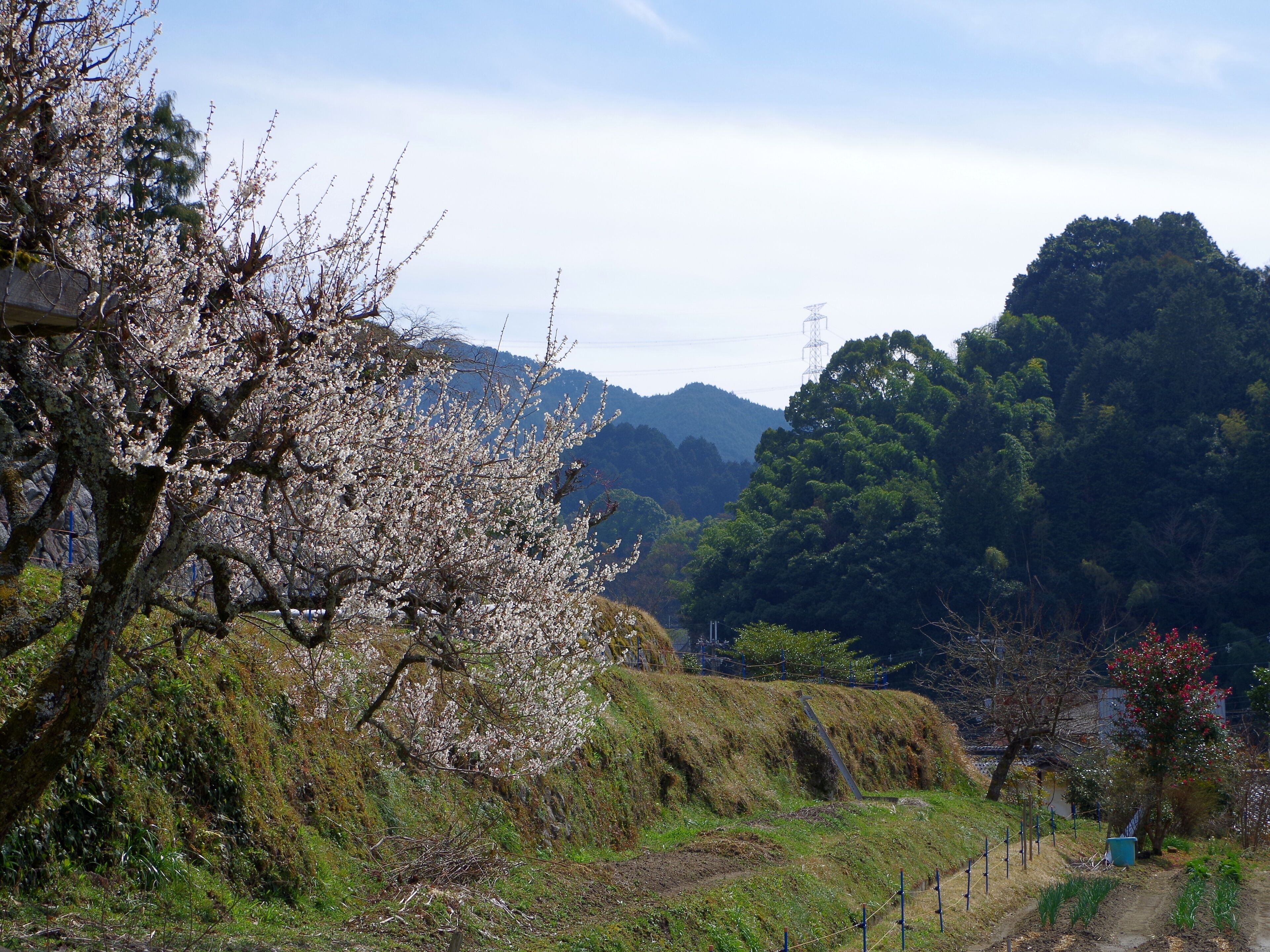 河内長野市鳩原にて Hatohara 2013.3.15