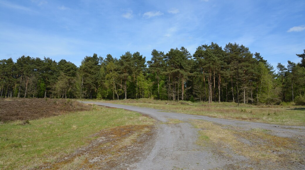 Die "Wittenborner Heide" wurde im Mai 2016 als Naturschutzgebiet ausgewiesen. Diese Bilder zeigen den Zustand im Mai 2017. Viele Bäume wurden gefällt, vermutlich um der Heide Platz zu machen.