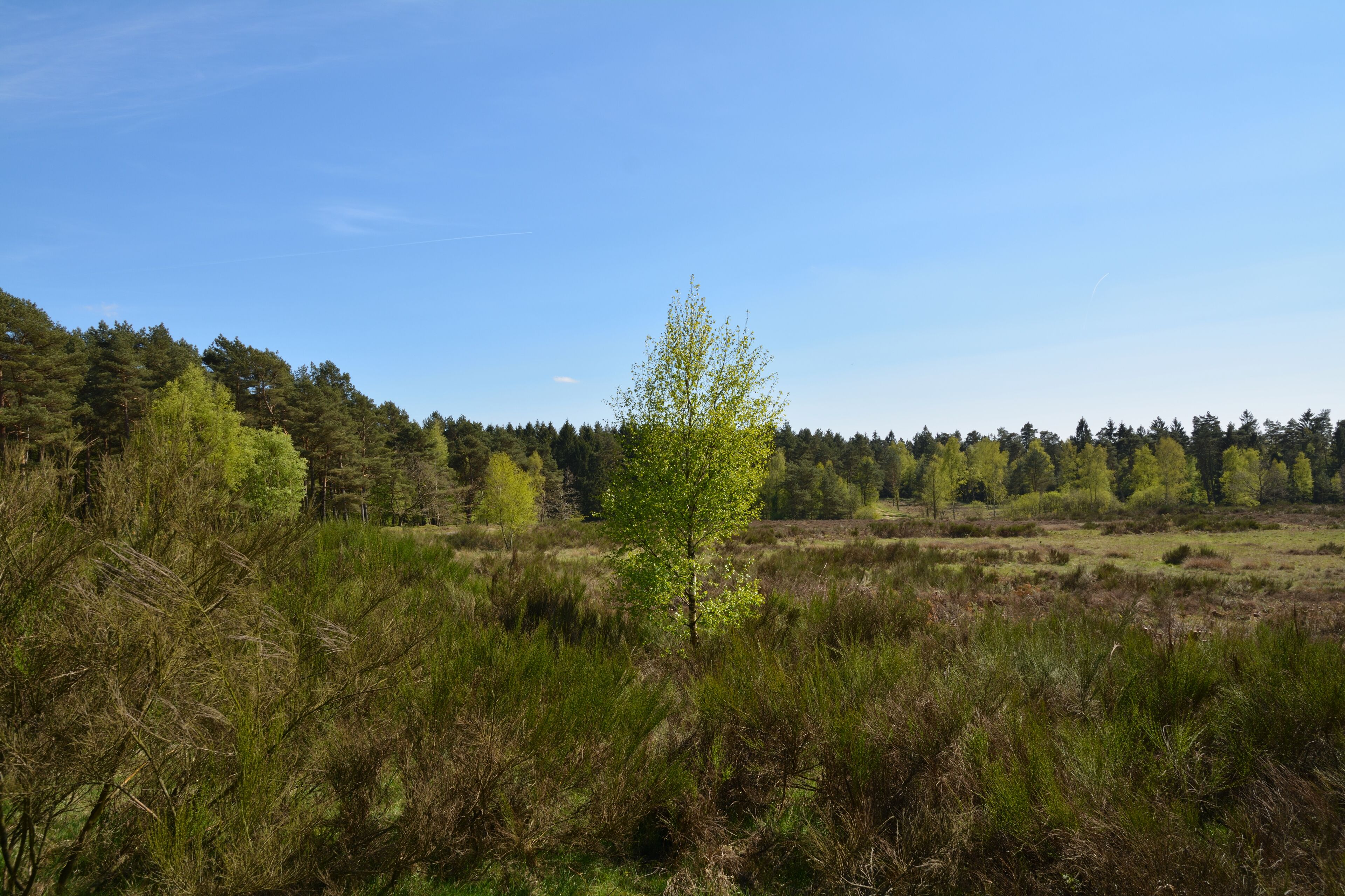 Die "Wittenborner Heide" wurde im Mai 2016 als Naturschutzgebiet ausgewiesen. Diese Bilder zeigen den Zustand im Mai 2017. Viele Bäume wurden gefällt, vermutlich um der Heide Platz zu machen.