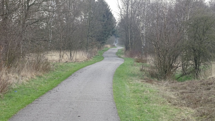 Un sendero pavimentado bordeado de árboles y césped, que se extiende hacia la distancia.