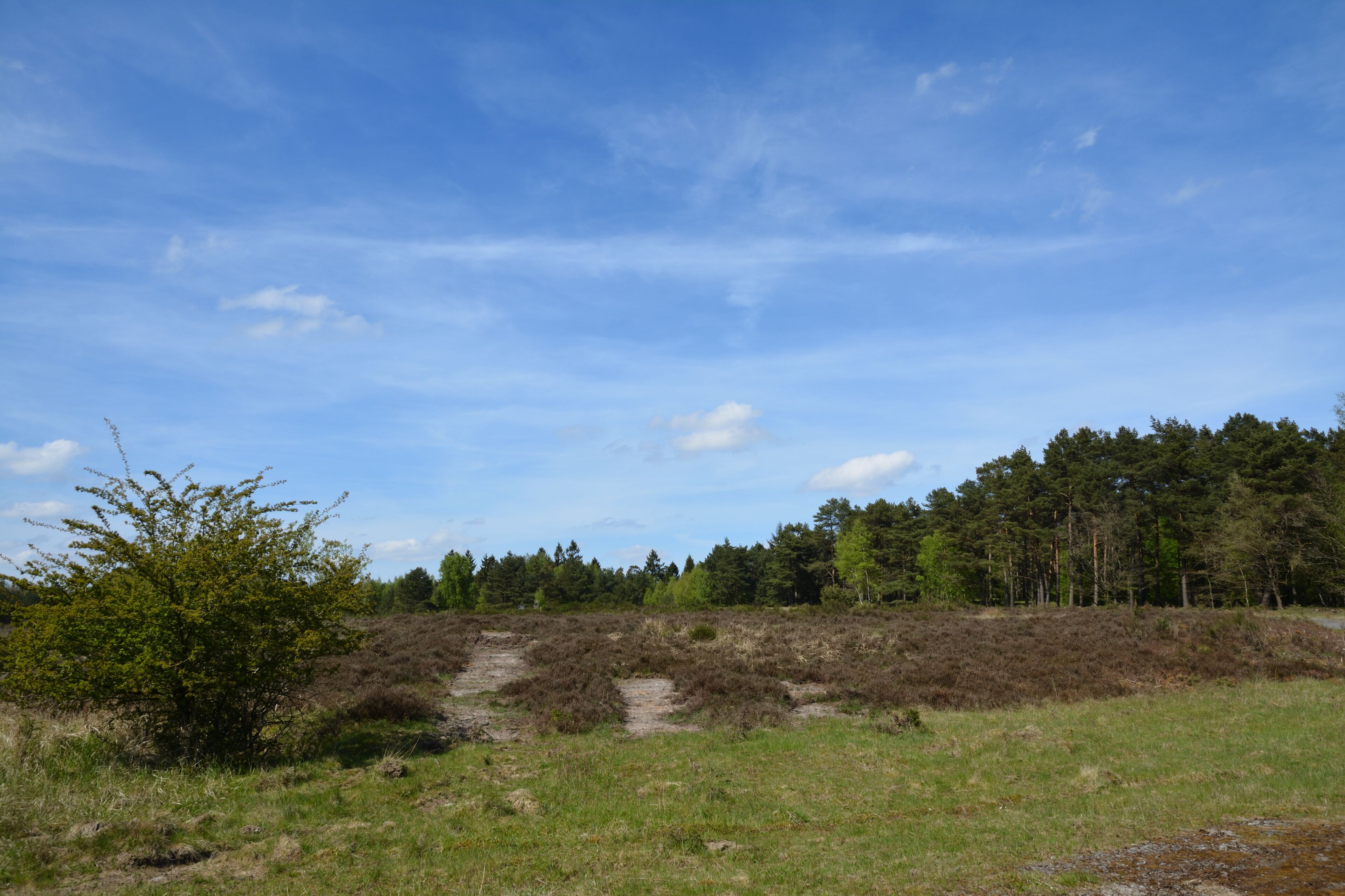 Die "Wittenborner Heide" wurde im Mai 2016 als Naturschutzgebiet ausgewiesen. Diese Bilder zeigen den Zustand im Mai 2017. Viele Bäume wurden gefällt, vermutlich um der Heide Platz zu machen.