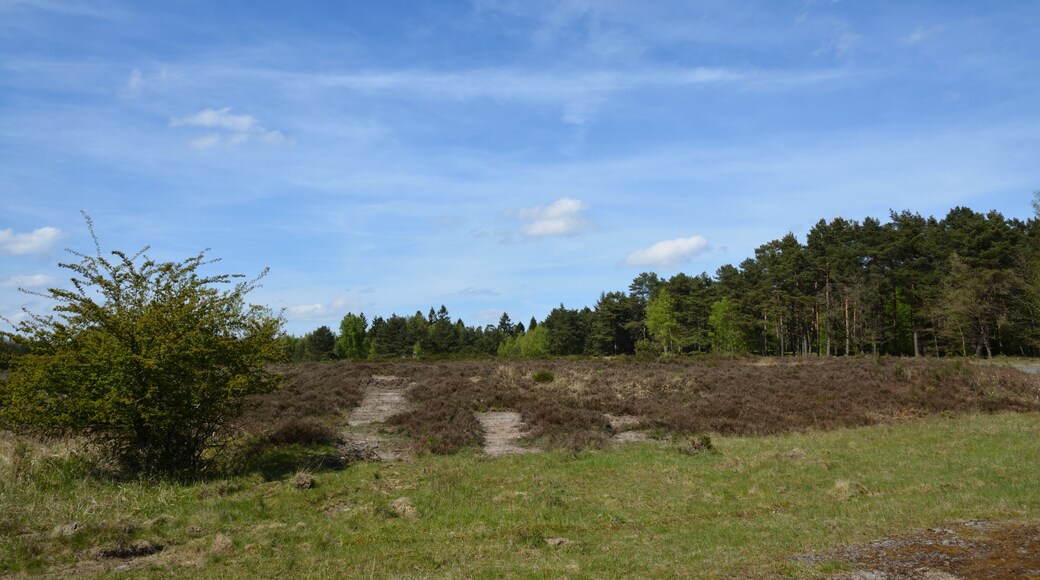 Die "Wittenborner Heide" wurde im Mai 2016 als Naturschutzgebiet ausgewiesen. Diese Bilder zeigen den Zustand im Mai 2017. Viele Bäume wurden gefällt, vermutlich um der Heide Platz zu machen.